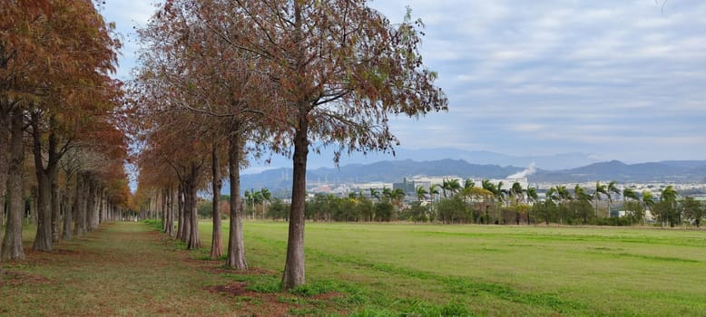 The pine trunks with forest on a background