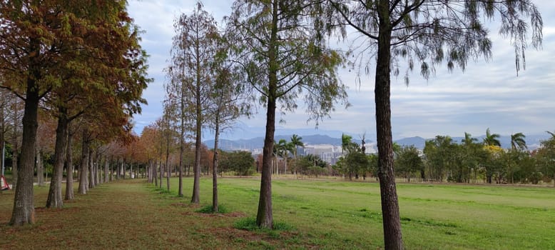 The pine trunks with forest on a background