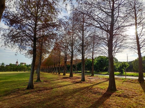 The pine trunks with forest on a background