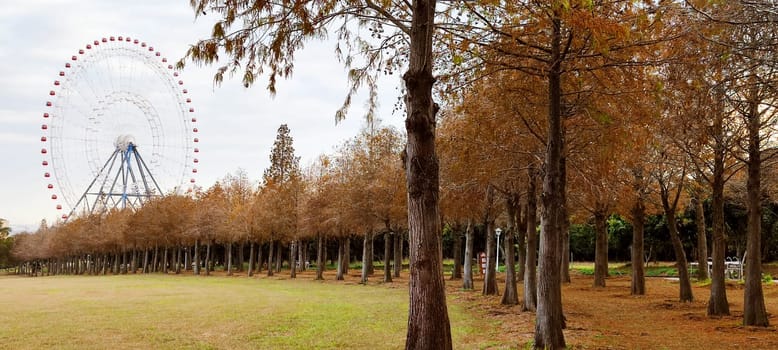 The pine trunks with forest on a background