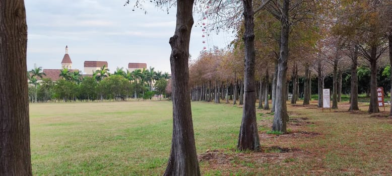 The pine trunks with forest on a background