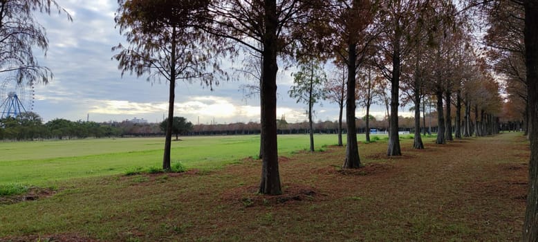 The pine trunks with forest on a background
