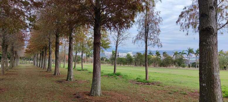 The pine trunks with forest on a background