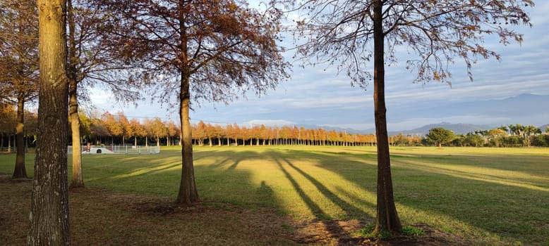 The pine trunks with forest on a background