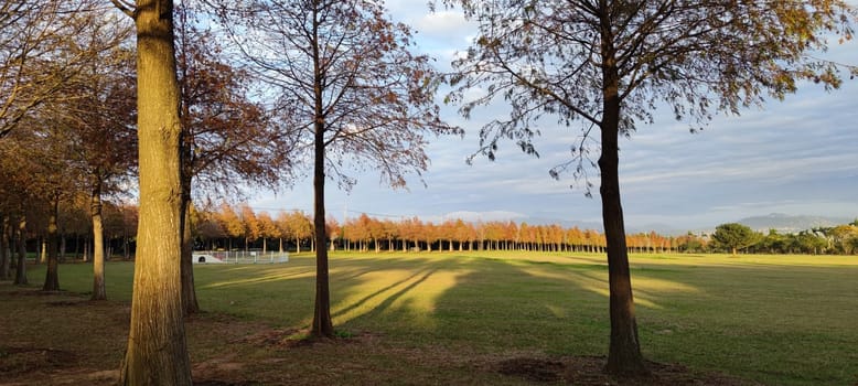 The pine trunks with forest on a background