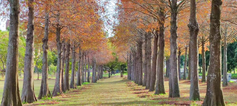 The pine trunks with forest on a background