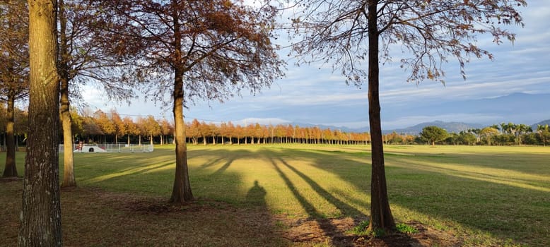 The pine trunks with forest on a background
