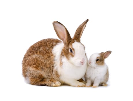 Mother rabbit sitting with newborn bunny isolated on white background