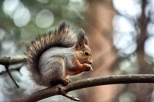 squirrel sitting on a branch, eating a nut. High quality photo