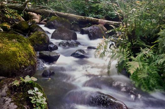 stony stream in the forest area . High quality photo