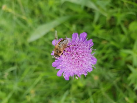 A closeup shot of a bee on a purple flower under the sunlight