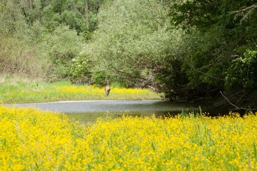 A brown deer running in a beautiful grassland with yellow flowers