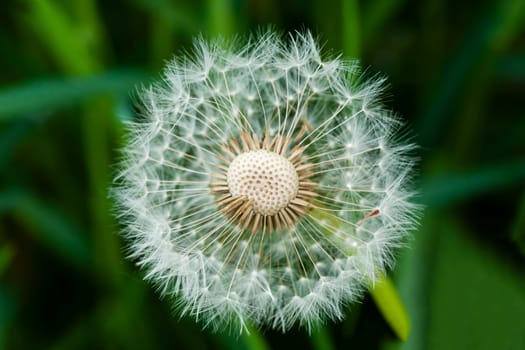 A closeup shot of a common dandelion under the sunlight