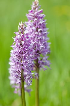 A closeup shot of a beautiful Southern marsh-orchid under the sunlight