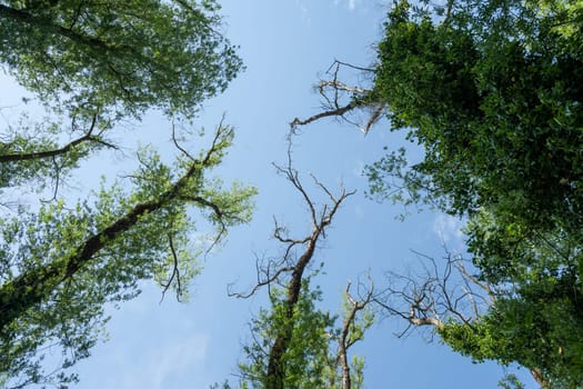 A low angle shot of green-leaved trees on a blue sky background