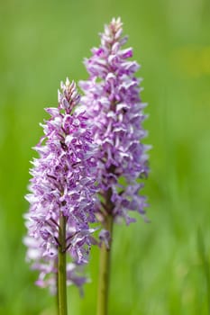A closeup shot of a beautiful Southern marsh-orchid under the sunlight