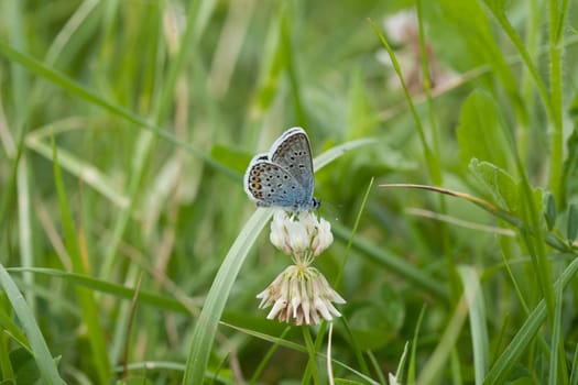 A closeup shot of a butterfly sitting on a white flower