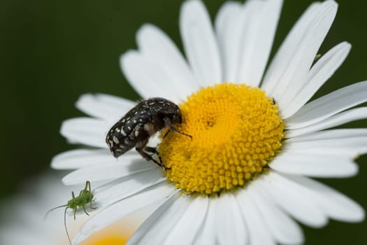 A closeup shot of an insect on a daisy under the sunlight