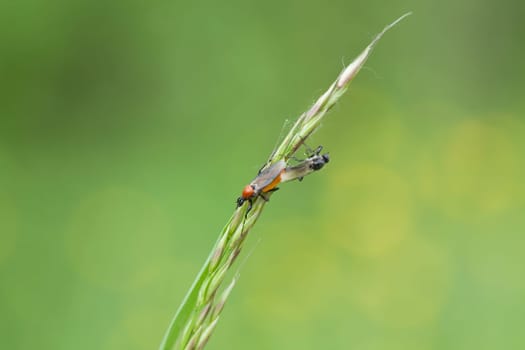 A closeup shot of insects on a green wheat under the sunlight