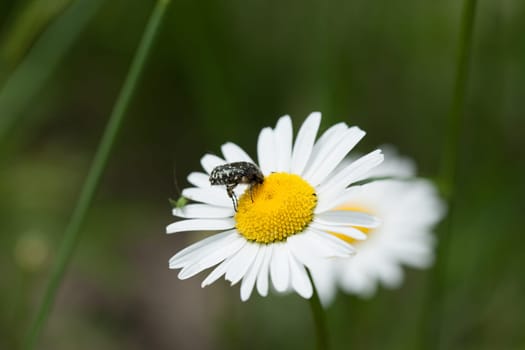 A closeup shot of an insect on a daisy under the sunlight