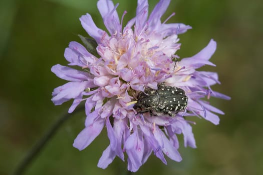 A closeup shot of an insect on a violet flower under the sunlight