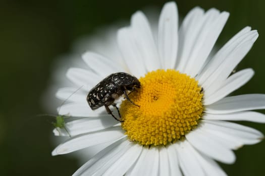 A closeup shot of an insect on a daisy under the sunlight