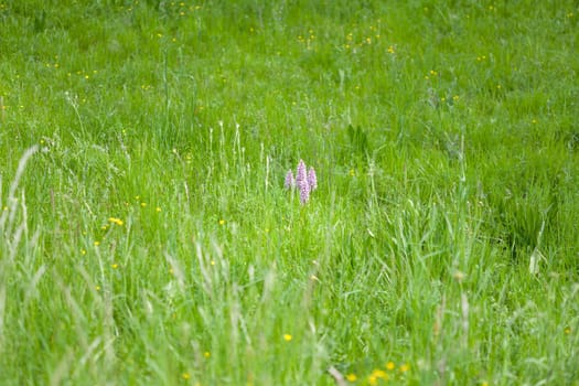 Beautiful Southern marsh-orchid under the sunlight