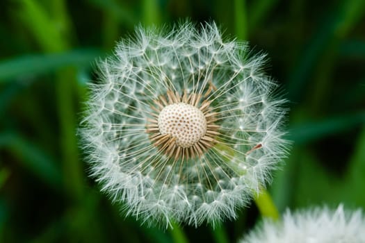 A closeup shot of a common dandelion under the sunlight