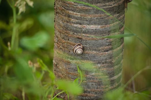 Closeup shot of a snail crawling on a tree trunk