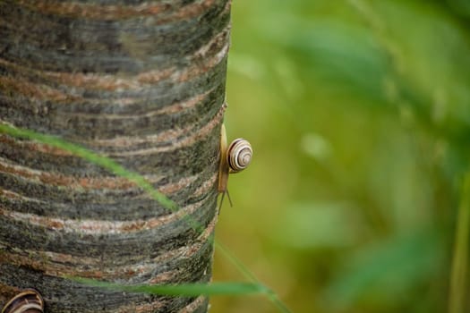 Closeup shot of a snail crawling on a tree trunk