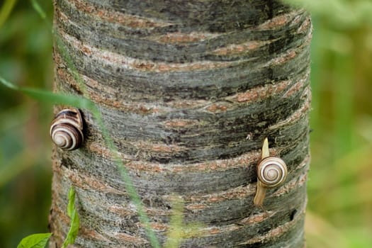 Closeup shot of a snail crawling on a tree trunk