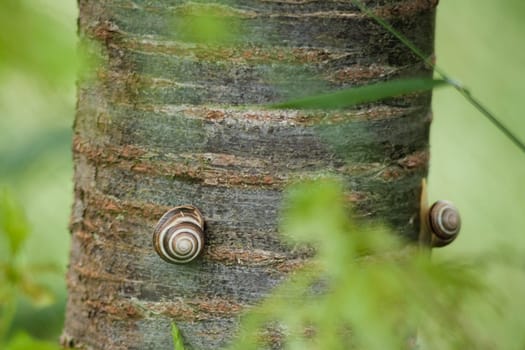 Closeup shot of a snail crawling on a tree trunk