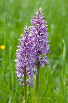 A closeup shot of a beautiful Southern marsh-orchid under the sunlight