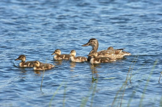 Duck with ducklings swimming in a pond. High quality photo