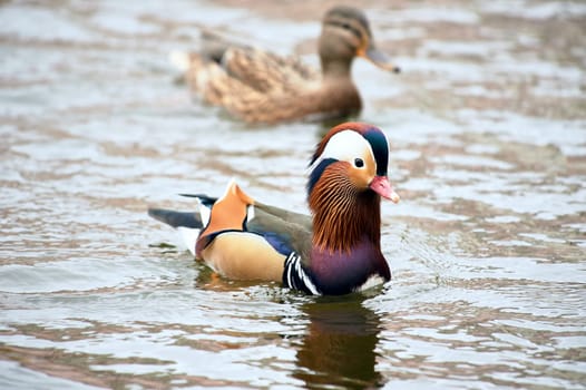 Mandarin duck swimming in a pond. High quality photo
