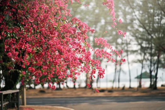 Beautiful blossom trees in park during the sunrise Phuket, Thailand. Pink flowers blooming in spring. Sakura season. Nature and air.