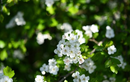 Crataegus laevigata