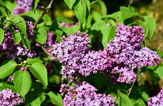 Common lilac in the garden