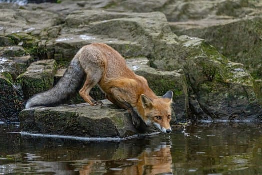 The fox is drinking from a stream ilooking at the camera. Horizontally.