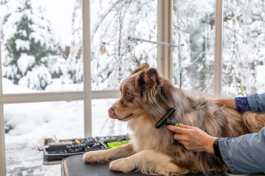 Border Collie is trimmed lying on the grooming table. Dog is looking ahead.