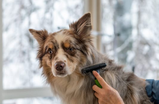 Border Collie is groomed by by professional groomer in salon. Horizontally.