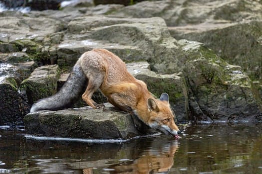 Side view of the fox  drinking from a stream ilooking ahead. Horizontally.