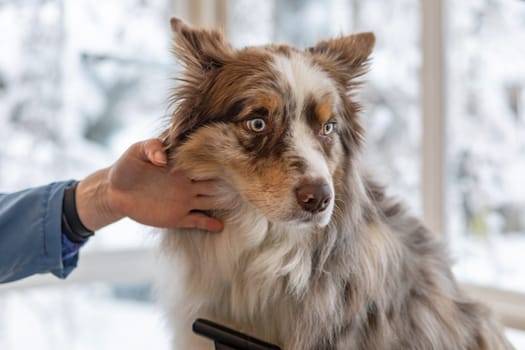 Border Collie is ready for trimming by professional groomer. Horizontally.