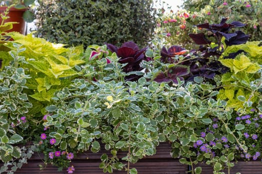 Geen plant wall background created from Coleus Plant. Horizontally.