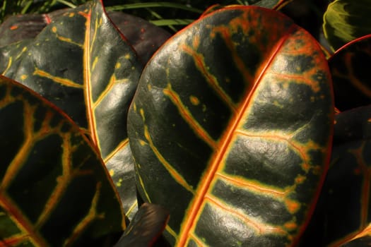 Bright yellow and green leaves on a Croton plant.