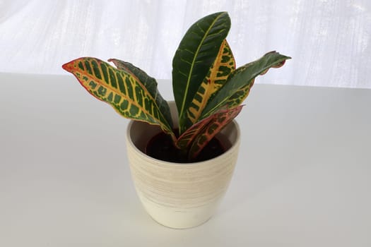 A Croton plant in a white pot on a white table.