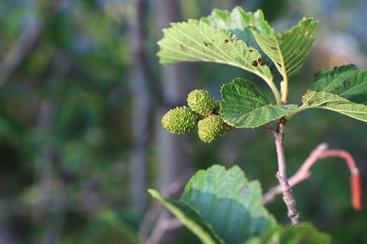 Seed pods forming on an Alder shrub.