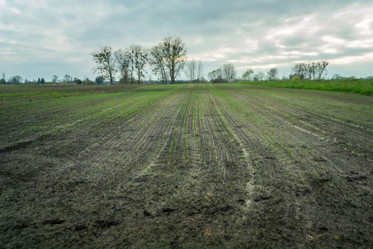 Young plants in the field, trees and cloudy sky, Zarzecze, Lubelskie, Poland