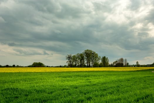 A field and a trees on the horizon, dark grey rainy clouds