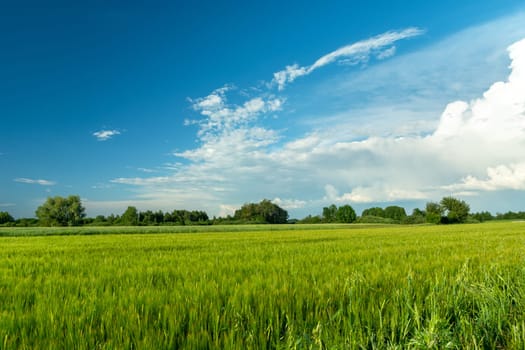 Green cereals and white clouds on the sky, Nowiny, Poland